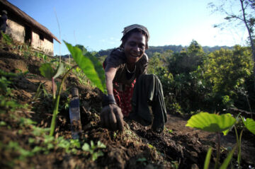 Drought-resistant crops in PNG